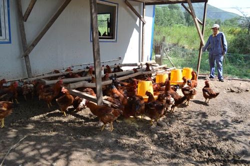 湟中常绿畜禽养殖专业合作社 散养土鸡 > 青海散养鸡         产品