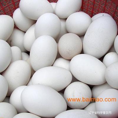 广州肉鹅价格/鹅价格/鹅蛋/种蛋价格/鹅苗价格
