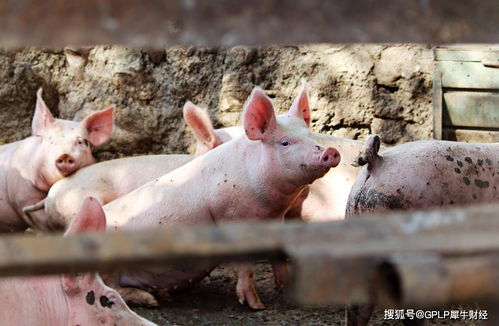 地产商京基智农养鸡又养猪 融资建设1300万头生猪项目